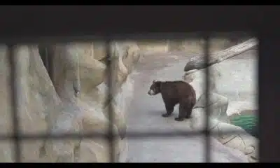 Actor Joaquin Phoenix backs push to free two bears in tourist attraction
