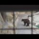 Actor Joaquin Phoenix backs push to free two bears in tourist attraction