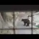 Actor Joaquin Phoenix backs push to free two bears in tourist attraction