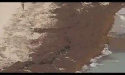 One woman says she has a sargassum solution