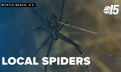 Spring brings spider encounters: Navigating South Carolina's venomous residents