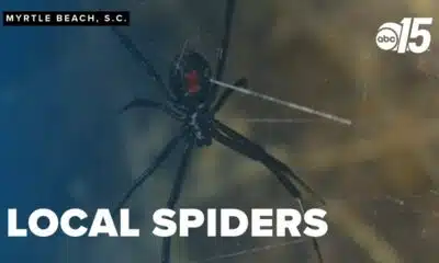 Spring brings spider encounters: Navigating South Carolina's venomous residents
