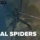 Spring brings spider encounters: Navigating South Carolina's venomous residents