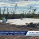 City Of Decatur Giving Away Trees To Help Rebuild Canopy Lost In Last Year's Storm