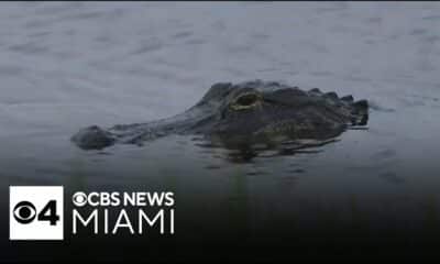 Concerns grow after woman gets killed by alligator in Florida