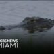 Concerns grow after woman gets killed by alligator in Florida