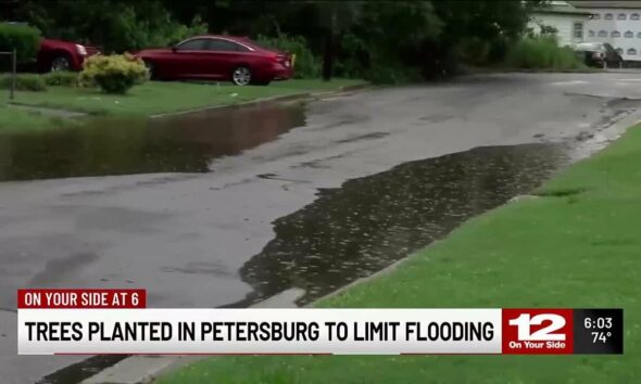 Trees planted in Petersburg to limit flooding