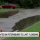 Trees planted in Petersburg to limit flooding