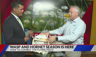 How to compact flying pest this season
