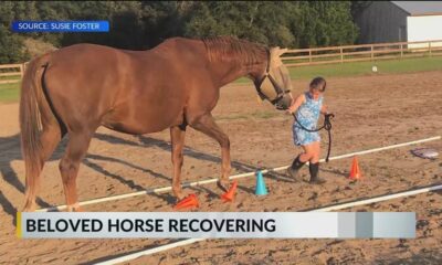 Beloved therapy horse in Baldwin County recovering after surgery