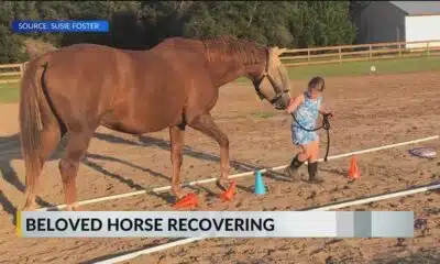 Beloved therapy horse in Baldwin County recovering after surgery