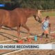 Beloved therapy horse in Baldwin County recovering after surgery