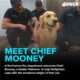 Golden retriever joins Northshore firefighting team to aid mental health