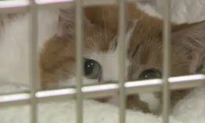 New cat hoarding case linked to Wildwood mansion suspect