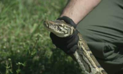 Florida wildlife officer shows how to safely catch a  Burmese python