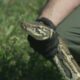 Florida wildlife officer shows how to safely catch a  Burmese python