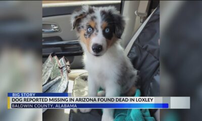 Kiyo’s owner shares heartbreak after learning Australian Shepherd was abused, found dead in Loxley