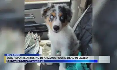 Kiyo’s owner shares heartbreak after learning Australian Shepherd was abused, found dead in Loxley