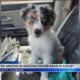 Kiyo’s owner shares heartbreak after learning Australian Shepherd was abused, found dead in Loxley