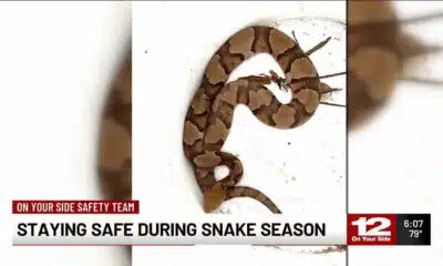 Staying safe during snake season