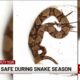 Staying safe during snake season