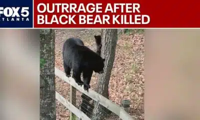 Cubs orphaned after someone kills mother bear | FOX 5 News