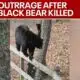 Cubs orphaned after someone kills mother bear | FOX 5 News