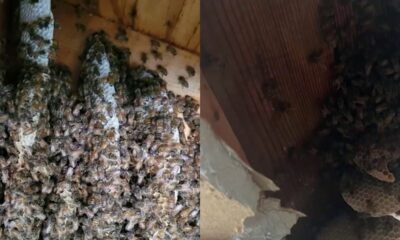 Chevy Chase roof repair reveals thousands of bees | NBC4 Washington