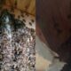 Chevy Chase roof repair reveals thousands of bees | NBC4 Washington