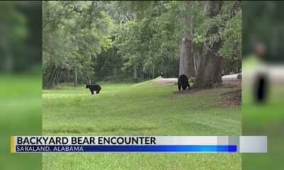 Backyard bears cause stir in Saraland neighborhood
