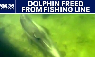 Dolphin freed from fishing line in Indian River Lagoon