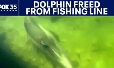 Dolphin freed from fishing line in Indian River Lagoon