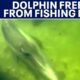 Dolphin freed from fishing line in Indian River Lagoon