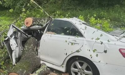 Woman Paralyzed After Tree Lands on Her Car | May 28, 2025 | News 19 at 5 p.m.