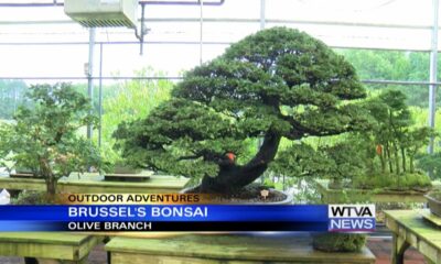 Outdoor Adventures with Chelsea: Brussel's Bonsai in Olive Branch