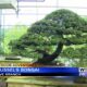 Outdoor Adventures with Chelsea: Brussel's Bonsai in Olive Branch