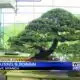 Outdoor Adventures with Chelsea: Brussel's Bonsai in Olive Branch