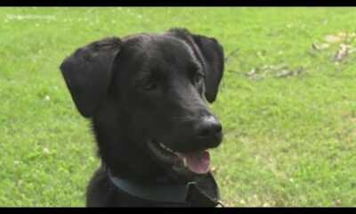 Pet owners urged to prepare disaster kits for hurricane season