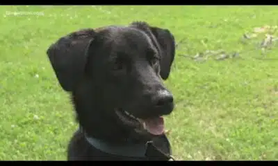 Pet owners urged to prepare disaster kits for hurricane season