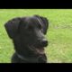 Pet owners urged to prepare disaster kits for hurricane season
