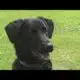 Pet owners urged to prepare disaster kits for hurricane season