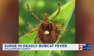 Surge in deadly bobcat fever