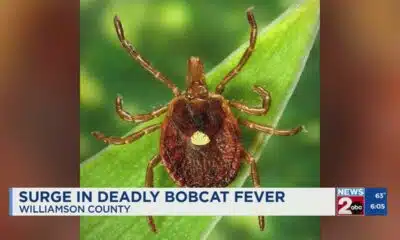 Surge in deadly bobcat fever