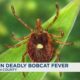 Surge in deadly bobcat fever