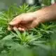 THC ban edges closer to finish line, lawsuits expected | Texas
