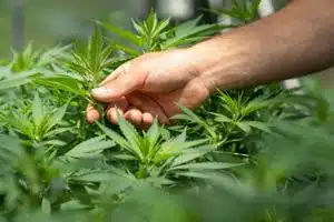THC ban edges closer to finish line, lawsuits expected | Texas