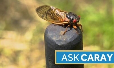 Ask Caray: What is the difference between periodical and annual cicadas?