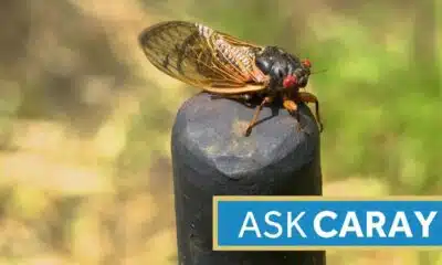 Ask Caray: What is the difference between periodical and annual cicadas?