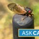 Ask Caray: What is the difference between periodical and annual cicadas?