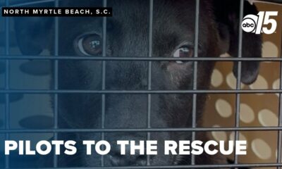 Pilots To The Rescue flies animals from SC to new beginnings up north